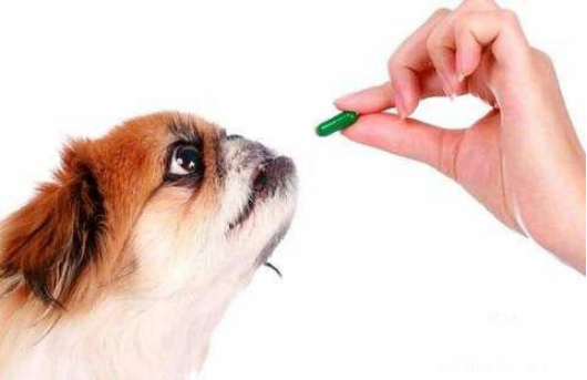 刚出生的小狗多久驱虫,刚出生的小狗多久驱虫和打疫苗,小狗出生后多久给吃打虫药？