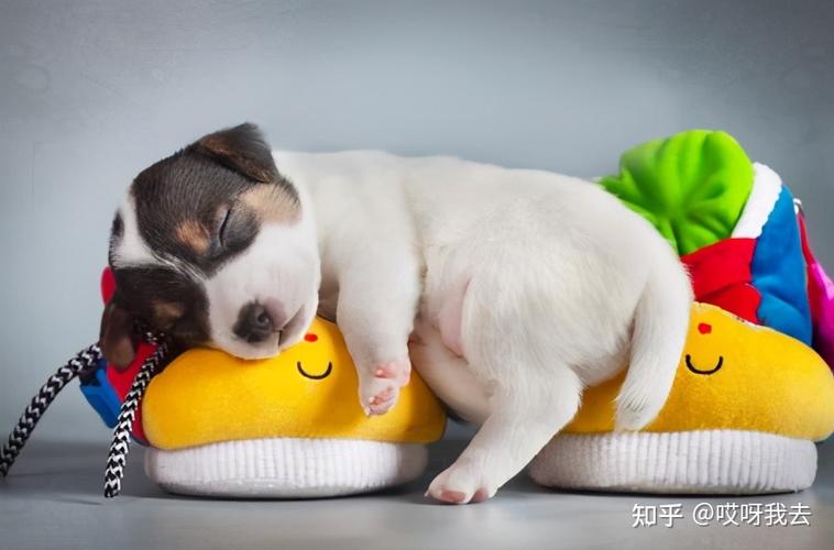 狗狗睡觉需要枕头吗,狗狗睡觉需要枕头吗?知乎,狗睡在床边预示什么？