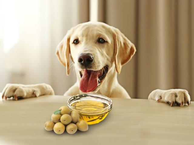 狗狗可以吃香油吗,狗狗可以吃香油吗?,为什么说狗肚子里装不了二两香油？