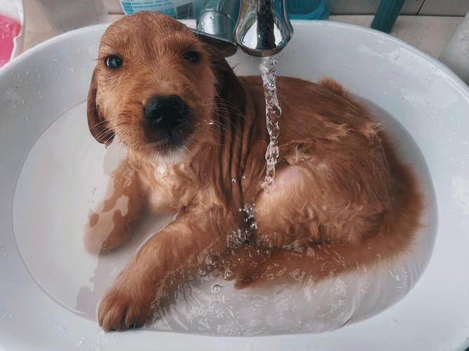 金毛幼犬多久可以洗澡,金毛幼犬多久可以洗澡?,金毛什么时候可以洗澡？