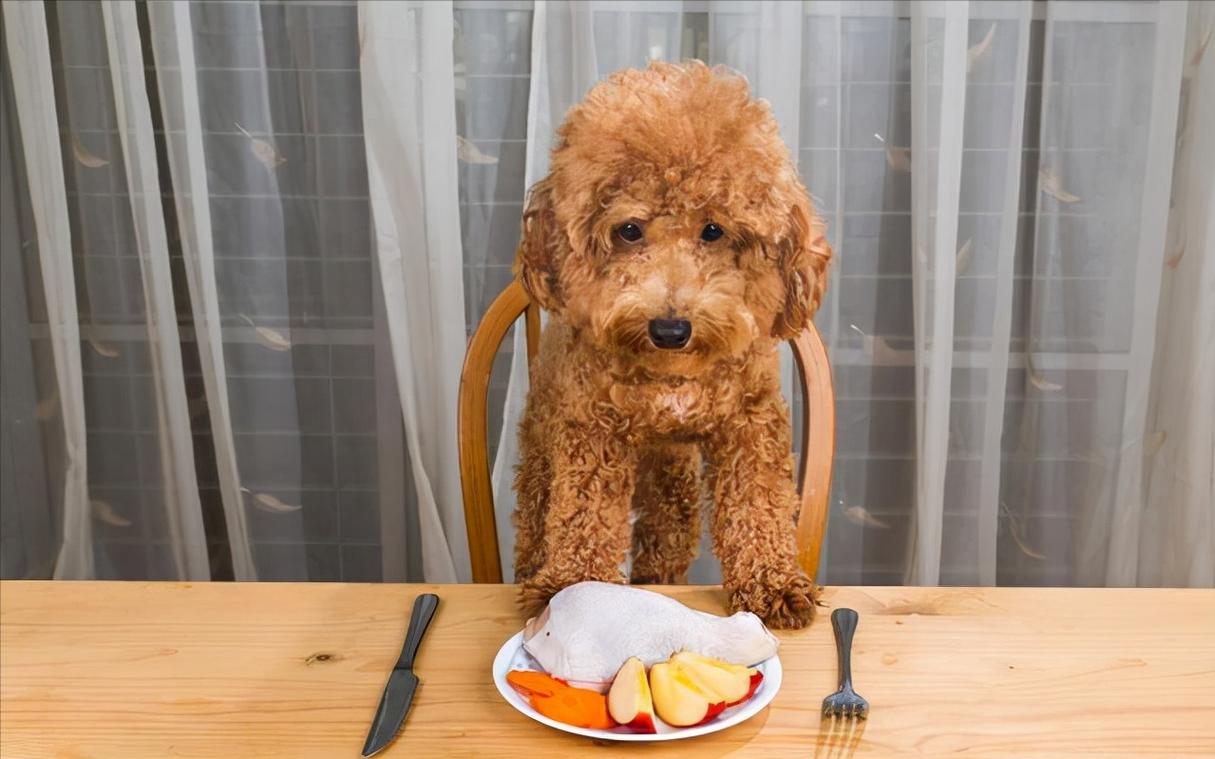 狗狗可以吃奇异果吗,狗狗可以吃奇异果吗?,泰迪可以吃枣吗？
