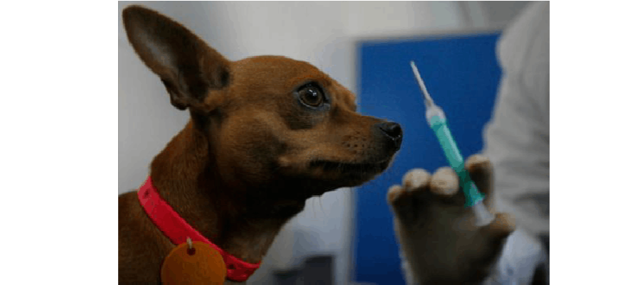 狗生下来多久打疫苗,狗生下来多久打疫苗合适,狗生小狗了!小狗还在吃奶!那吃打虫药，能吃么？