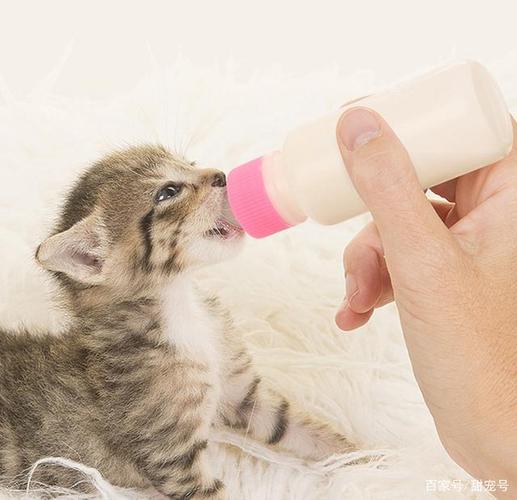 刚出生的小猫多久断奶,刚出生的小猫多久断奶送人,猫仔多长时间断奶？