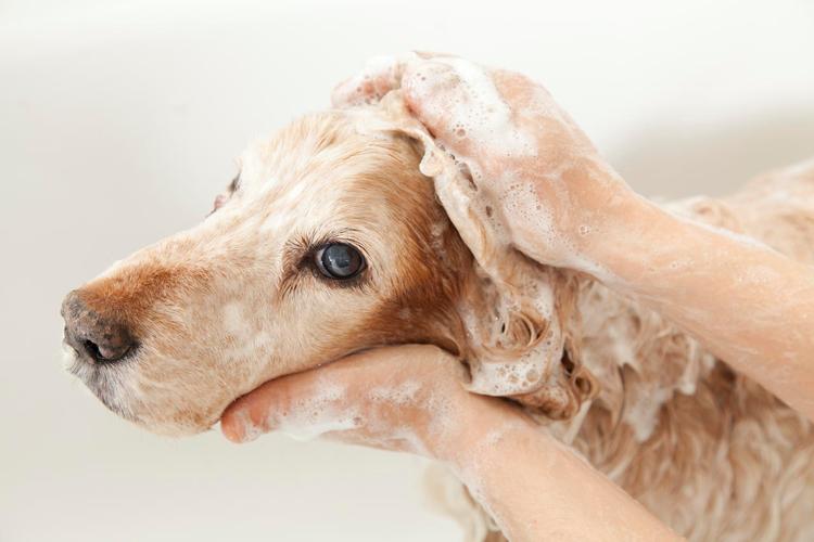 狗狗可以用香皂洗澡吗,狗狗可以用香皂洗澡吗?,小狗狗可以拿人的香皂洗澡吗？