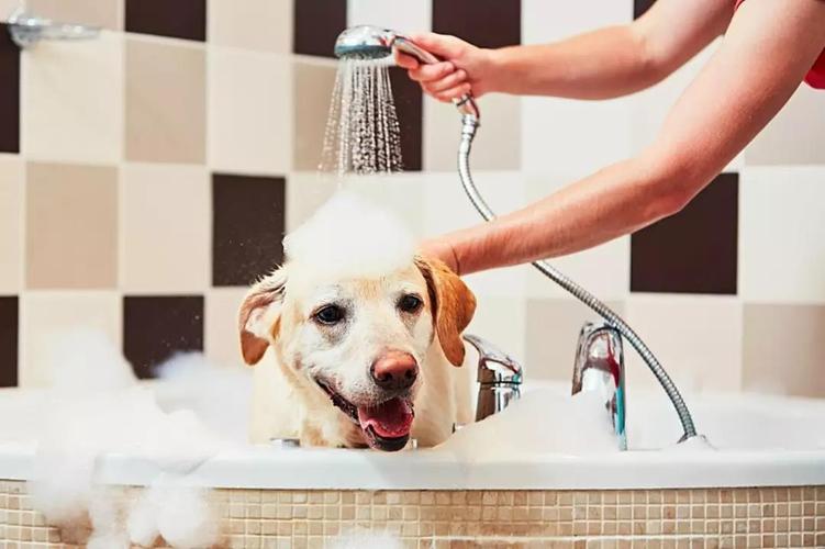三个月的狗狗能洗澡吗,三个月的狗狗能洗澡吗怎么洗,小狗需要多大才可以洗澡？