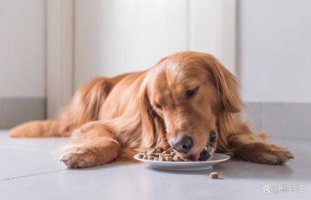狗狗多久可以吃干狗粮,狗狗多久可以吃干狗粮小狗狗,金毛幼崽几个月可以吃干狗粮？