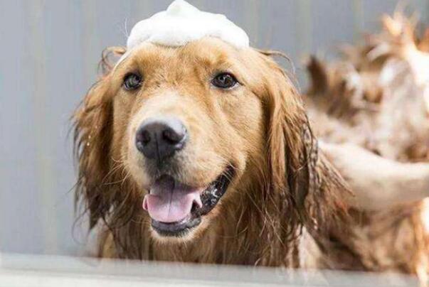 金毛犬多久洗一次澡,金毛犬多久洗一次澡比较好,金毛一周几次梳毛几次洗澡？