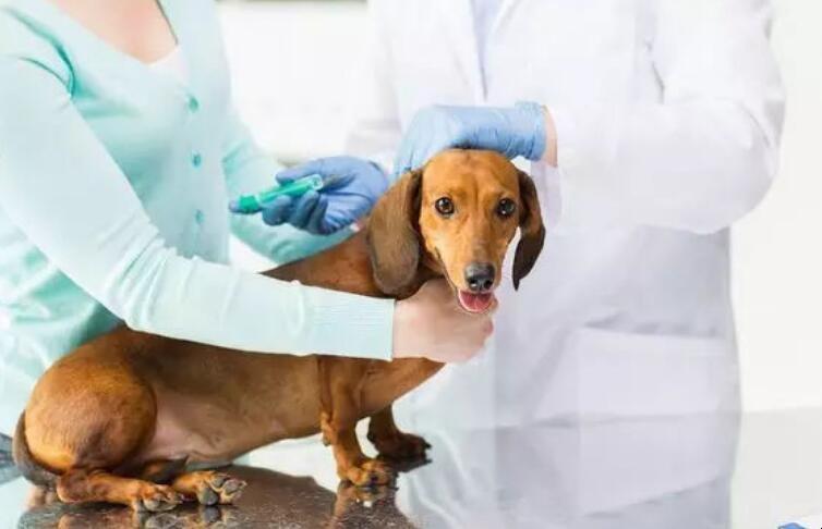 狗狗买回来多久打疫苗,狗狗买回来多久打疫苗可以洗澡嘛,为什么狗狗刚买回来一个星期才打针？