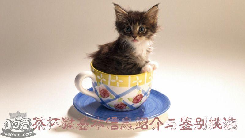 茶杯猫能活多久,茶杯猫能活多久啊,茶杯猫背后的可怕真相？