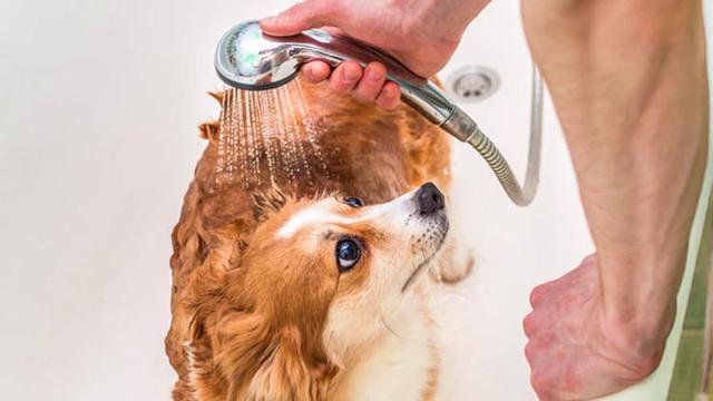 狗狗应该多久洗一次澡,小型犬多久洗一次澡合适,狗狗每天出去多久洗一次澡？