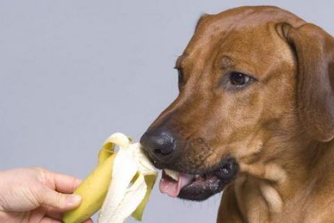 狗狗能吃香蕉嘛,狗狗能吃香蕉嘛,狗狗可以吃香蕉干吗？
