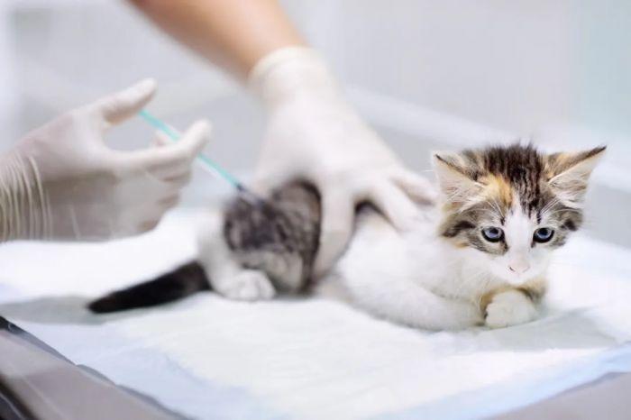 小猫打完疫苗多久可以洗澡,小猫打完疫苗多久可以洗澡洗头,狗狗打完疫苗多久能洗澡？