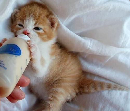 小猫要吃多久的奶,小猫要吃多久的奶才正常,猫吃多久母乳最好？