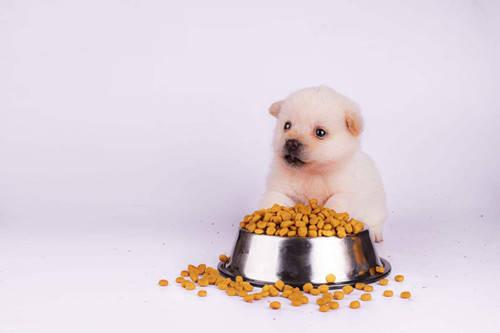 小狗出生多久可以吃狗粮,小狗出生多久可以吃狗粮了,小狗多少天可以吃食？