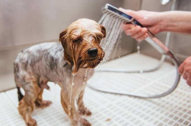 狗狗饭后多久可以洗澡,狗洗澡的十大忌讳,狗狗下完小狗多会可以洗澡？