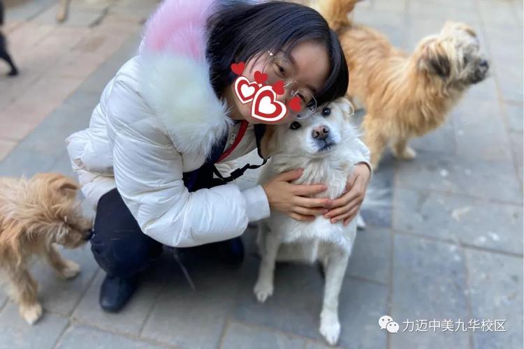 北京狗狗救助站,北京狗狗救助站哪里有,哪里可以免费领养宠物？