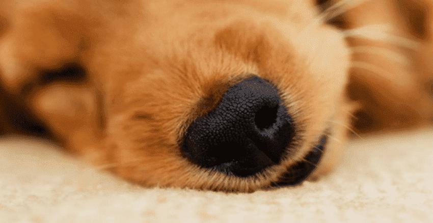 狗狗鼻子不通,狗狗鼻子不通气小妙招,狗狗老是鼻子不通似的吭哧吭哧的喘是如何回事？