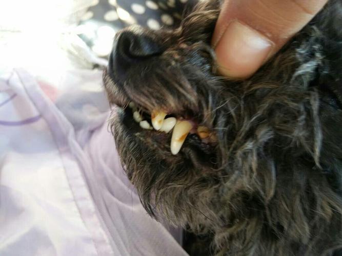 狗狗牙齿黄,狗狗牙齿黄是什么原因,为什么狗狗的牙会发黄？