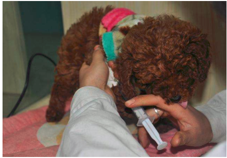 幼犬打完疫苗多久可以洗澡,泰迪幼犬打完疫苗多久可以洗澡,小狗打完一次疫苗后可以洗澡了吗？
