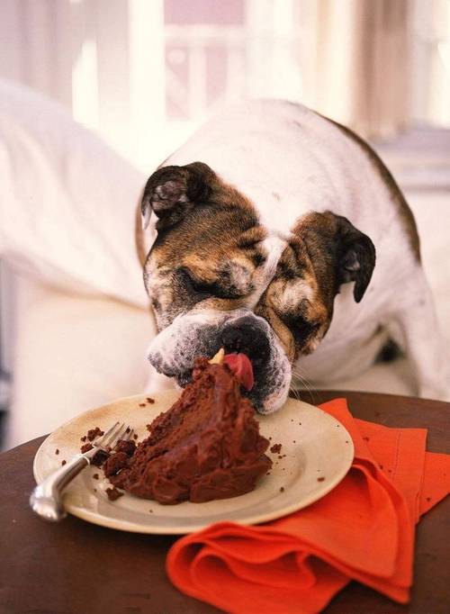 狗吃巧克力多久会死,狗吃巧克力多久会死亡,狗吃巧克力会死吗？