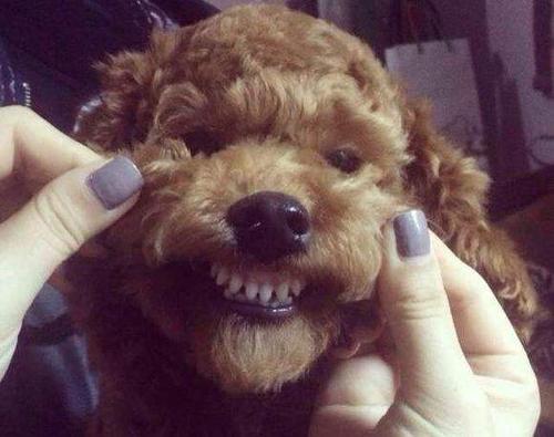 泰迪狗狗几个月换牙,泰迪狗狗几个月换牙齿,泰迪多大换牙？