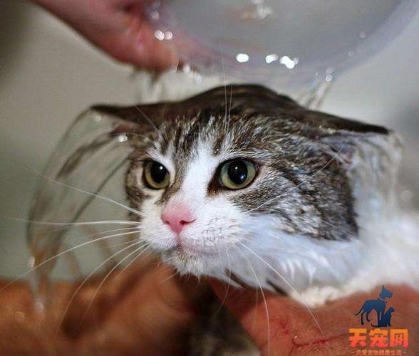 母猫生产后多久能洗澡,猫生一只穷二只富三只,母猫生完宝宝多久可以洗澡？