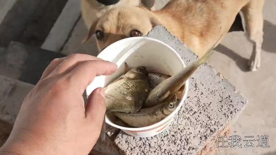 狗狗能吃鱼头吗,狗狗能吃鱼头吗?,狗能吃生鱼吗？
