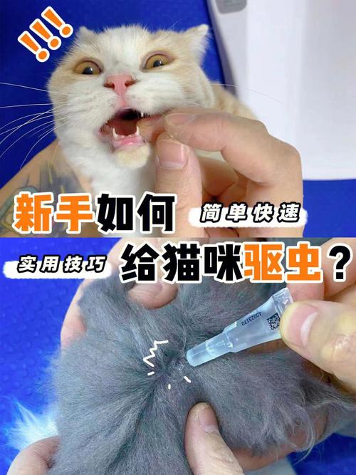 猫吃驱虫药多久拉虫子,怎么判断猫驱虫成功了,猫咪吃了驱虫药要多久才能喂食呢？