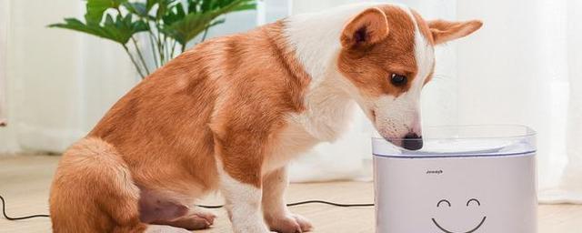 狗狗能喝绿豆水吗,狗狗能喝绿豆水吗,狗狗喝绿豆汤可以解毒吗？