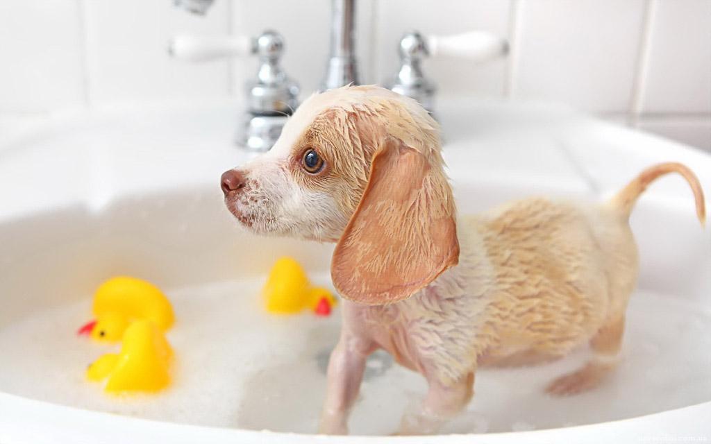 小狗到新家多久能洗澡,幼犬太臭又不能洗澡怎么办,刚到家的幼犬多久可以洗澡？