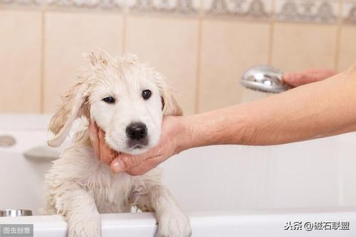 狗狗打疫苗前可以洗澡吗,成年狗狗打疫苗前可以洗澡吗,狗狗刚洗完澡可以打针吗？