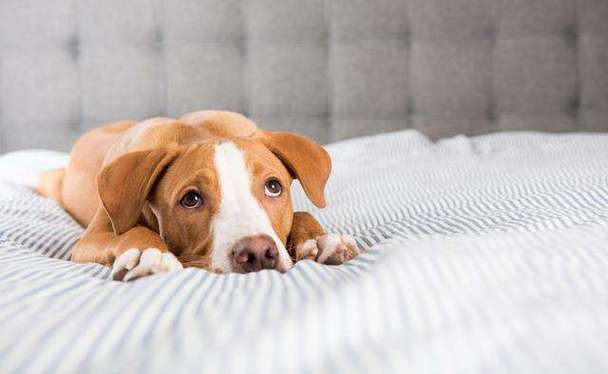 狗狗腹痛的表现,狗狗腹痛的表现有哪些,狗狗肚子痛,怎么办？