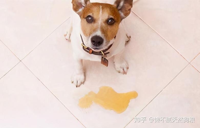 狗喝完水多久有尿,狗喝完水多久有尿意,狗狗肾衰怎么让它尿出来？