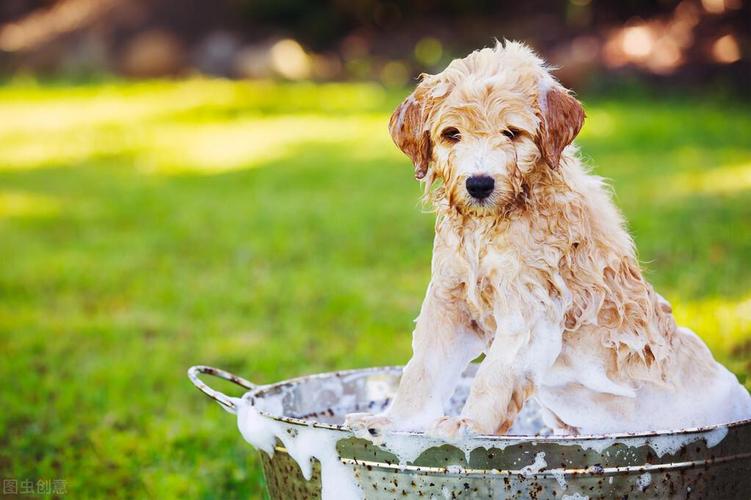 小狗多久洗澡一次,小狗多久洗澡一次适合,小狗几天洗澡合适？
