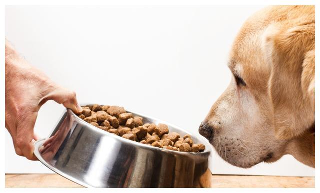 狗狗吃干粮还是湿粮好,狗狗吃干粮还是湿粮好呢,请问干粮和湿粮到底那种比较好啊？