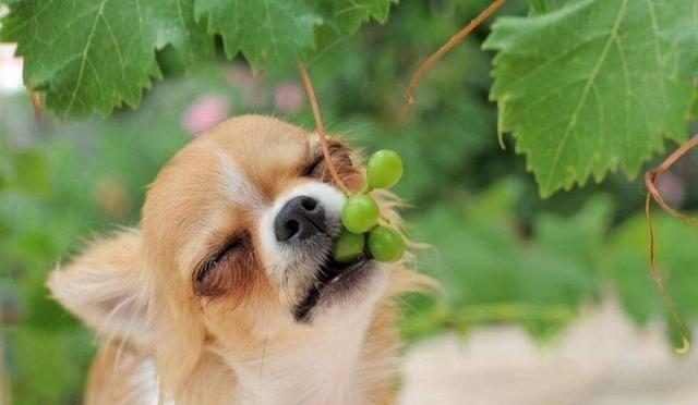 狗狗可以吃杨桃吗,狗狗可以吃杨桃吗有毒吗,狗狗可以吃葡萄柚吗？