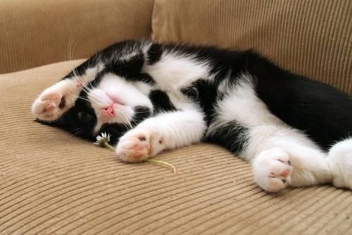 猫咪每天睡多久,猫咪每天睡多久正常,野猫一般什么时候睡觉？