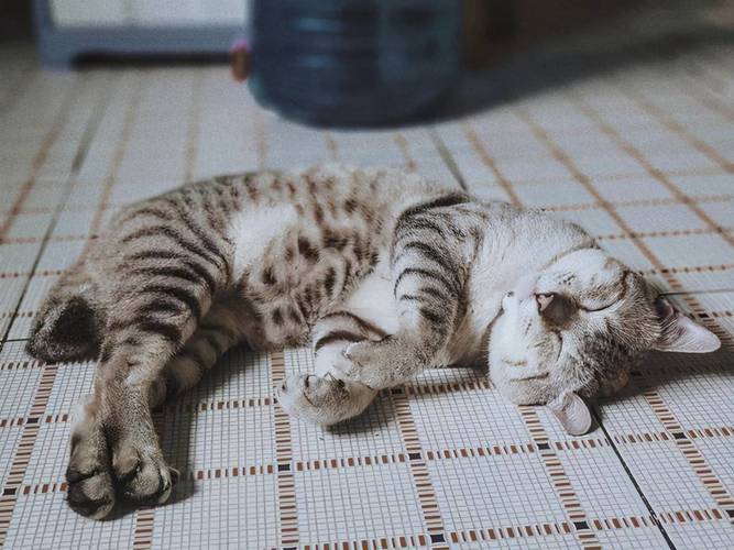 幼猫睡多久,幼猫睡多久醒一次,一只猫要多久可以睡？