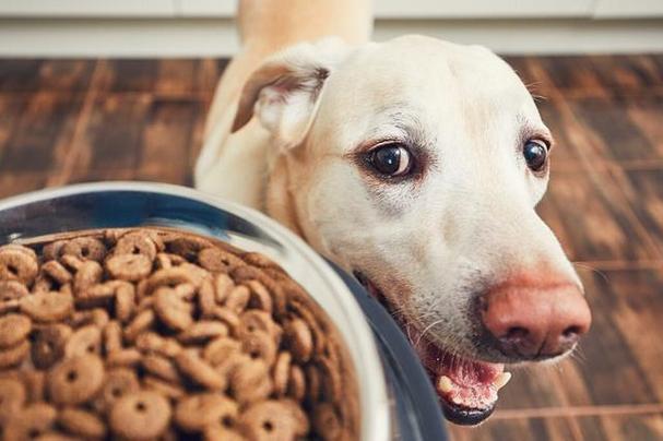 狗狗能饿多久,狗狗能饿多久不吃东西,三个月的狗能饿几天？
