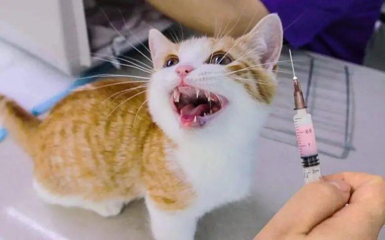 猫咪打完疫苗多久驱虫,猫咪打完疫苗多久驱虫一次,小猫疫苗和驱虫可以同时进行吗？