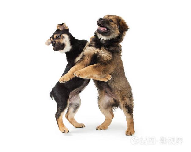 狗狗的动作表达的意思,狗狗的动作表达的意思图解,宠物狗用嘴碰主人的腿是什么意思？