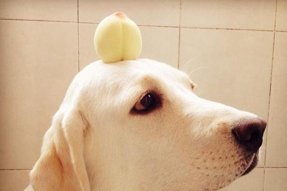 狗狗可以吃水蜜桃吗,狗狗可以吃水蜜桃吗?,拉布拉多能不能吃水蜜桃？