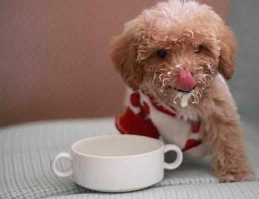 狗狗可以每天喝酸奶吗,狗狗可以每天喝酸奶吗?,六个月泰迪狗狗可以天天喝少量酸奶么？
