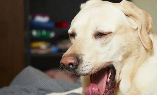 狗狗喉咙里赫赫的声音,狗狗喉咙里赫赫的声音像有痰一样,白犬是谁的后代？