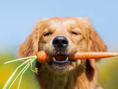 狗狗能生吃胡萝卜吗,狗狗能生吃胡萝卜吗,狗狗可以吃胡萝卜水果吗？