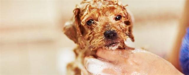 一个月的狗狗可以洗澡吗,出生一个月的狗狗可以洗澡吗,一个多月的狗狗可以给它游泳吗？