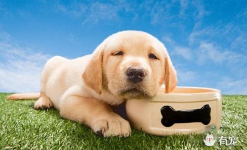 狗狗吐了要禁食多久,狗狗吐了要禁食禁水吗,幼犬不消化呕吐，一般能禁食几天？