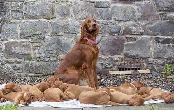 狗狗生产多久算生完了,狗狗怀孕几个月生产,小狗生产怎样能知道它生完了？
