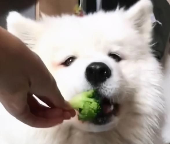 狗狗可以吃生的蔬菜吗,狗狗可以吃生的蔬菜吗?,狗可以吃娃娃菜吗？