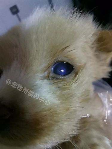 狗角膜溃疡修复要多久,狗角膜溃疡修复要多久才能好,狗狗眼球受伤晶状体混浊怎么治疗？